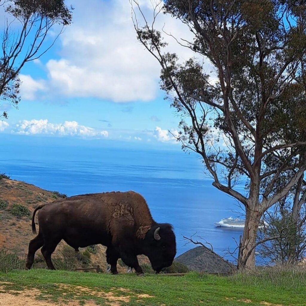 Catalina Island bison